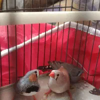 تعدادی پرنده...|پرنده|شیراز, وصال|دیوار