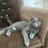 گربه اسکاتیش بریتیش