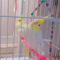 عروس هلندی جفت