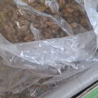 کشمش سبز کاشمر پخش همکاری کارتنی|خوردنی و آشامیدنی|گنبد کاووس, |دیوار