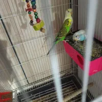 مرغ عشق خوشرنگ زیبا