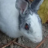 خرگوش ماده فوری و جوجه دوماهه