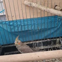 عروس هلندی|پرنده|قصرشیرین, |دیوار