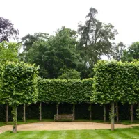 قوغاز نگهبان و هشدار دهنده|حیوانات مزرعه|لنجان, |دیوار