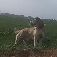 خراسانی اصیل