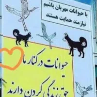 سگ هاسکی پیدا شده