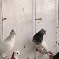 چنتا اصلی چنتا ساده،همه بدون عیب