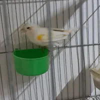 ماده قناری موزاییکی