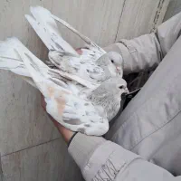 ساده هفترنگ|پرنده|مشهد, پنجتن|دیوار