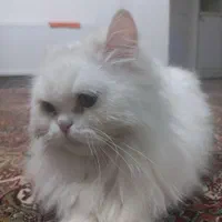 فروش گربه پرشین ماده