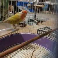 طوطی کتوله نر 8ماهه