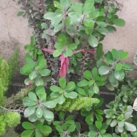 گل مرجان|گل و گیاه طبیعی|آستانه اشرفیه, |دیوار