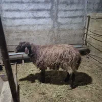 فروش بره  و میش