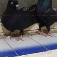 کارگر روزمزد هستم