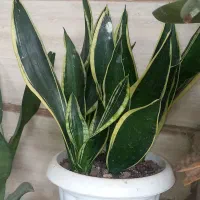 سانسوریا بلک