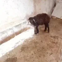 گوسفند‌ماده