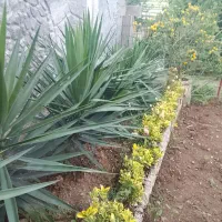 گل و گیاه|گل و گیاه طبیعی|احمدسرگوراب, |دیوار