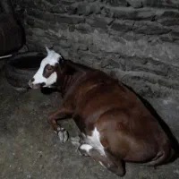 خرید و فروش انواع گاو و گوساله