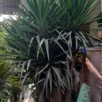 درخت یوکا باقدمت بیش از۳۰سال.غول پیکر.۳متری.سالم|گل و گیاه طبیعی|امیرکلا, |دیوار