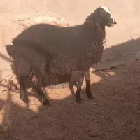 بره قوچ|حیوانات مزرعه|شال, |دیوار