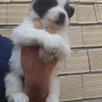 سامویید ماده|سگ|فولادشهر, B7|دیوار