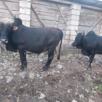 دو عدد گاو نر|حیوانات مزرعه|اطاقور, |دیوار