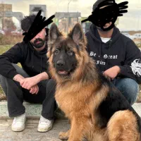 سگ ژرمن شپرد 10 ماهه تربیت شده