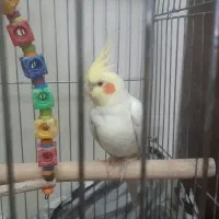 عروس هلندی سخنگو نر