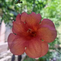 فروش باغ پسته و خرید خونه یزد