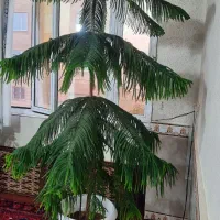 گل کاج مطبق|گل و گیاه طبیعی|ابهر, |دیوار