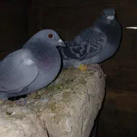 پلاکی|پرنده|کنگاور, |دیوار