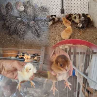 جوجه مرغ و بلدرچین