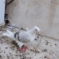 دوتا دوکت یا پشت آبی و کاغذی|پرنده|جم, |دیوار