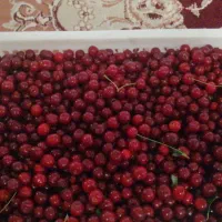 آلبالو محلی (بافت)220000