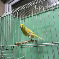 قناری نر بخوان