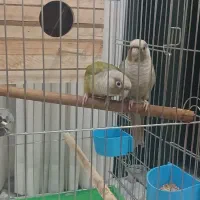 گیرینچیک|پرنده|محمدشهر, شهرک پیام (مهرالبرز)|دیوار