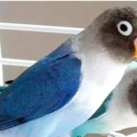 طوطی برزیلی