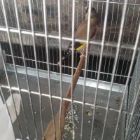 سهره ماده|پرنده|نسیم‌شهر, |دیوار