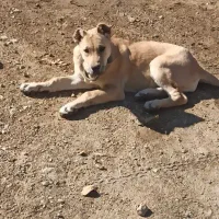 توله ماده سرابی حیوان اصیل|سگ|کرمانشاه, |دیوار