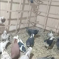 ۱۸تا کبوتر پرشی