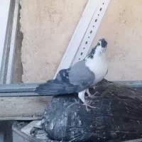 کفتر دمگیر دوبحر گلین|پرنده|اصفهان, گورت|دیوار