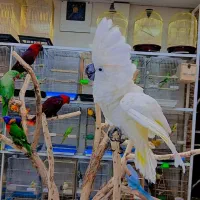 شاه طوطی،کاکادو*اکلکتوس*کاسکوعروس هلندی.رزیلا