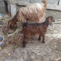 بز و بزغاله