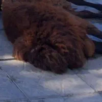 پوست گوسفند