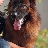 توله ژرمن شولاین موبلند۵ملیون