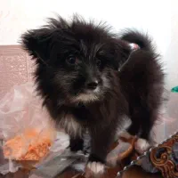 واگذاری هاپو ناز|سگ|گلبهار, شهر جدید گلبهار|دیوار