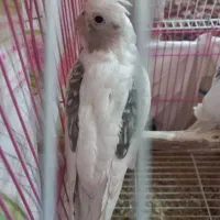 ۳ عدد عروس هلندی آلبینو