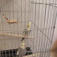 عروس هلندی جفت|پرنده|پاکدشت, پاکدشت (مامازند)|دیوار