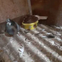 کبوتر|پرنده|لاهیجان, آهندان|دیوار