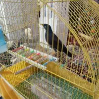 مرغ مینا سخنگو اشتی